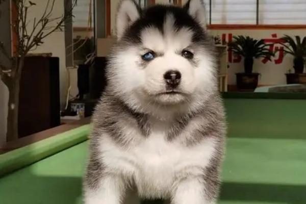 狗怎么分类,按身高和体重可分为超大型犬、大型犬、中型犬、小型犬