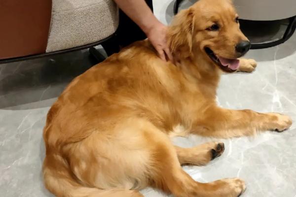 狗怎么分类,按身高和体重可分为超大型犬、大型犬、中型犬、小型犬