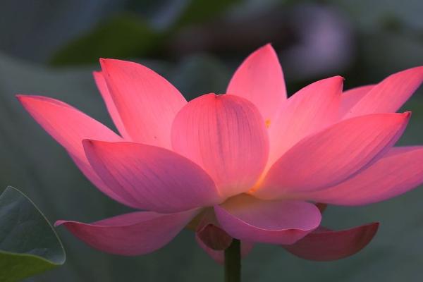 荷花的花期,一般为6-9月份