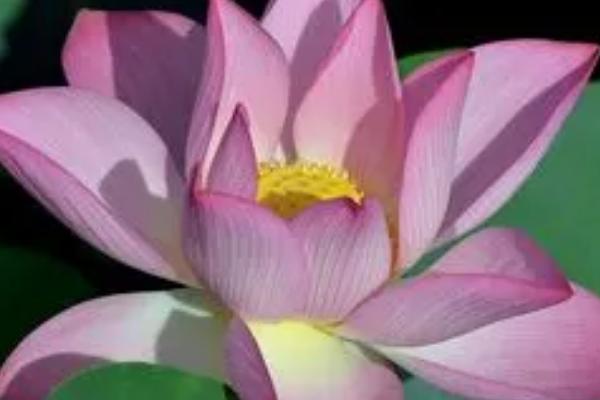 荷花的花期,一般为6-9月份