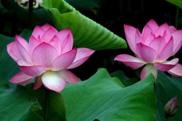 荷花的花期,一般为6-9月份