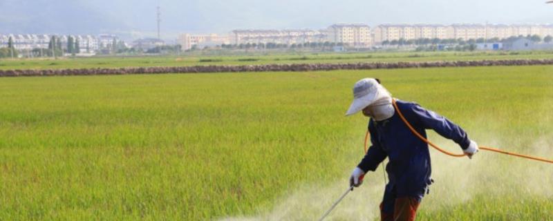 杀虫双的药效持续时间