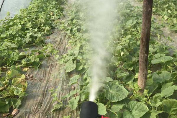 杀虫双的药效持续时间,一般为10天左右