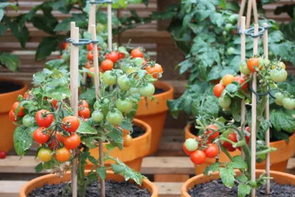 西红柿盆栽是否要人工授粉,通常需要授粉、原因是室内不具备自然授粉的条件