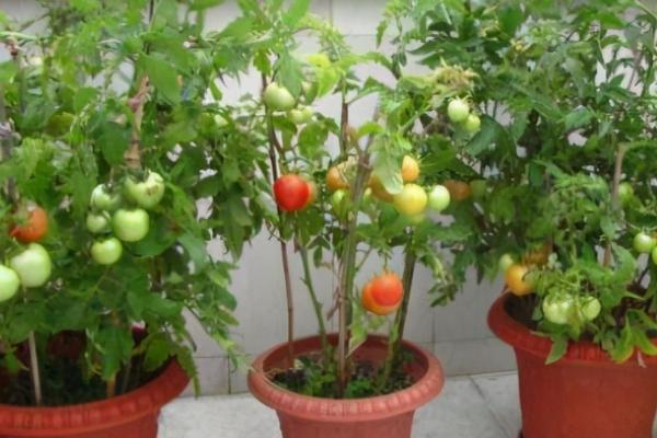 西红柿盆栽是否要人工授粉,通常需要授粉、原因是室内不具备自然授粉的条件