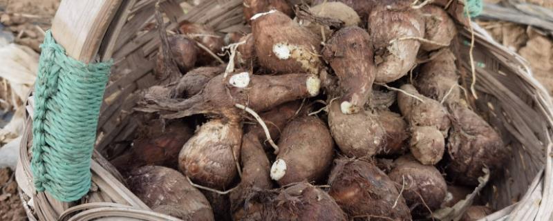 芋头的种植时间