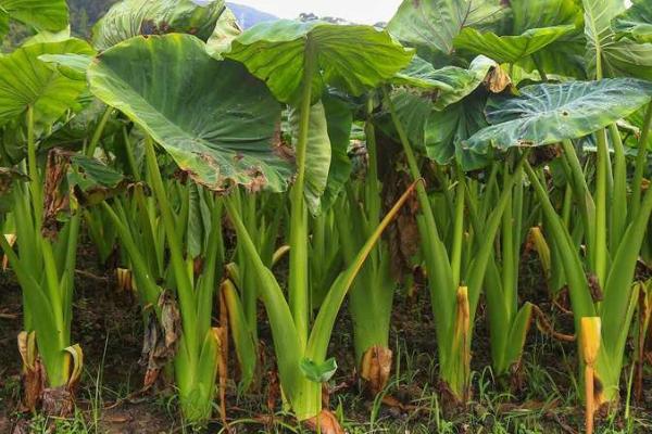 芋头的种植时间,立春时节栽种最好