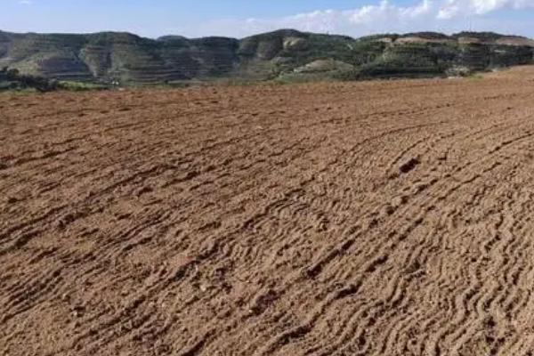 芋头的种植时间,立春时节栽种最好