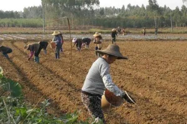 芋头的种植时间,立春时节栽种最好