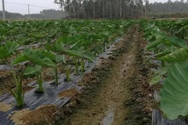 芋头的种植时间,立春时节栽种最好