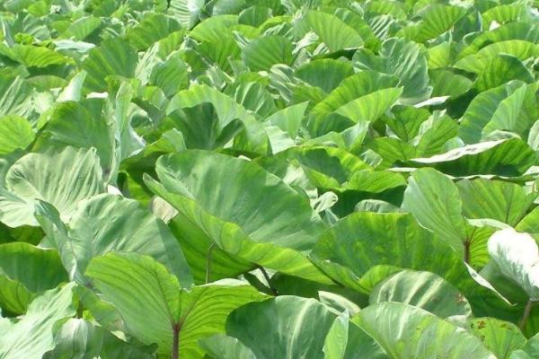 芋头的种植时间,立春时节栽种最好