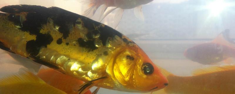 锦鲤掉鳞会不会重新长出