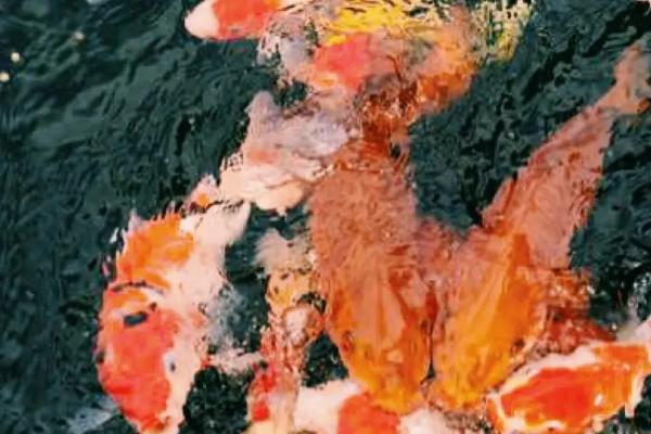 锦鲤掉鳞会不会重新长出,可以重新长出、但鳞片大小和颜色会有区别