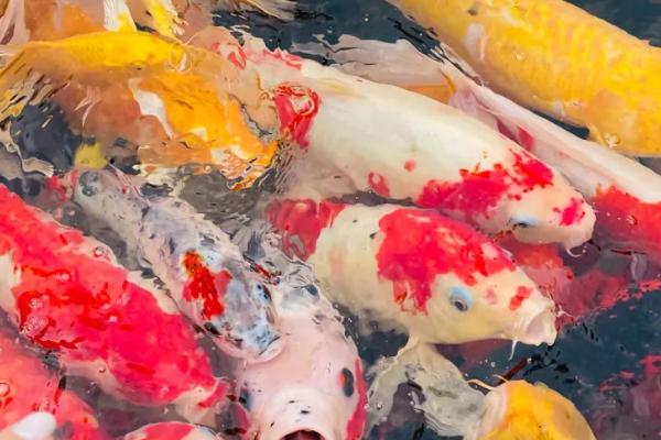 锦鲤掉鳞会不会重新长出,可以重新长出、但鳞片大小和颜色会有区别