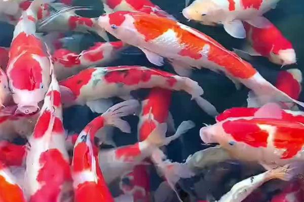 锦鲤掉鳞会不会重新长出,可以重新长出、但鳞片大小和颜色会有区别