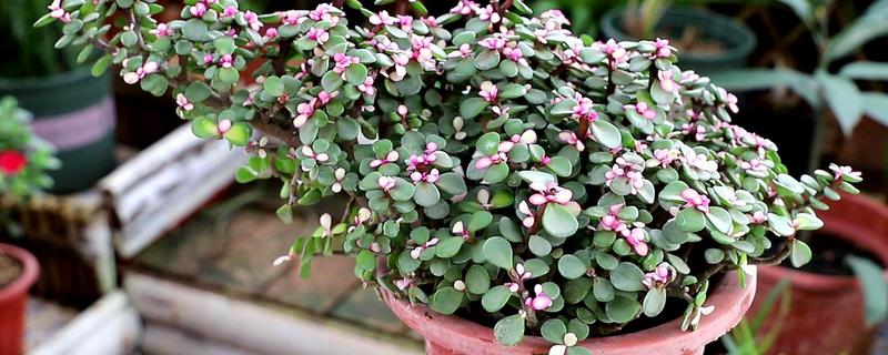 金枝玉叶冬季养护方法