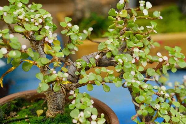 金枝玉叶冬季养护方法,冬季温度不得低于10度