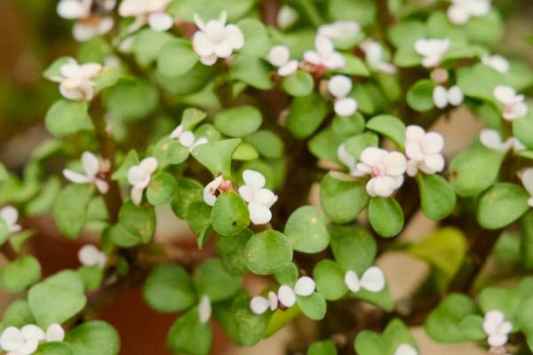 金枝玉叶冬季养护方法,冬季温度不得低于10度