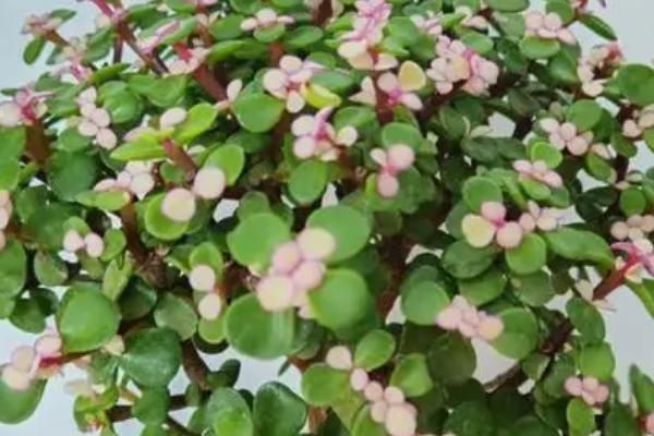 金枝玉叶冬季养护方法,冬季温度不得低于10度