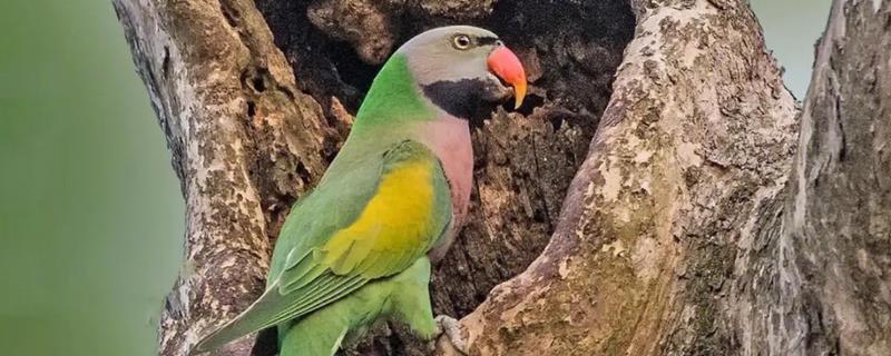 鹦鹉可不可以晒太阳