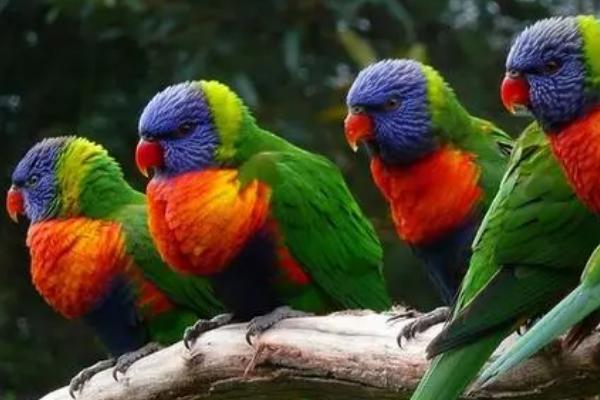 鹦鹉可不可以晒太阳,可以晒太阳但需注意时长