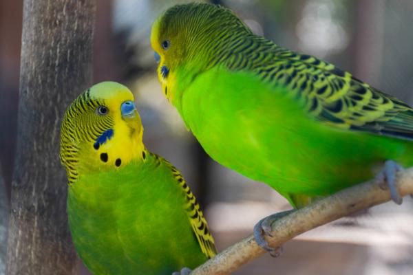 鹦鹉可不可以晒太阳,可以晒太阳但需注意时长