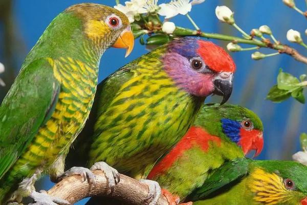 鹦鹉可不可以晒太阳,可以晒太阳但需注意时长