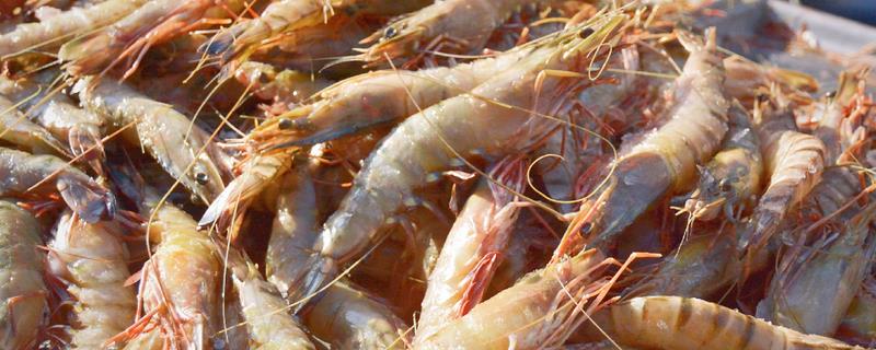 青岛大虾是什么虾