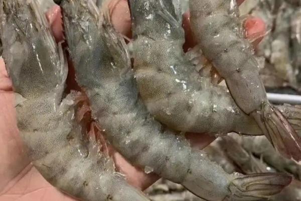 青岛大虾是什么虾,一般是指基围虾