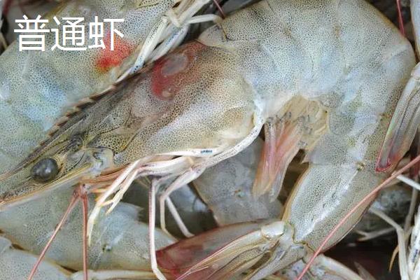 青岛大虾是什么虾,一般是指基围虾