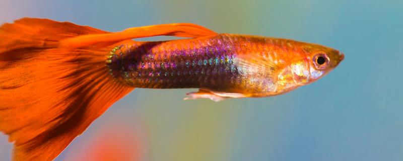 孔雀鱼如何判断要生了