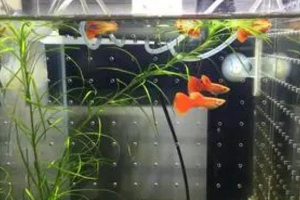 孔雀鱼如何判断要生了,腹部会肿胀呈方形