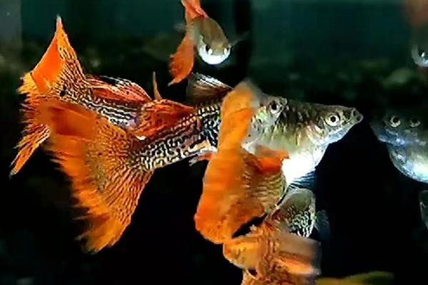 孔雀鱼如何判断要生了,腹部会肿胀呈方形