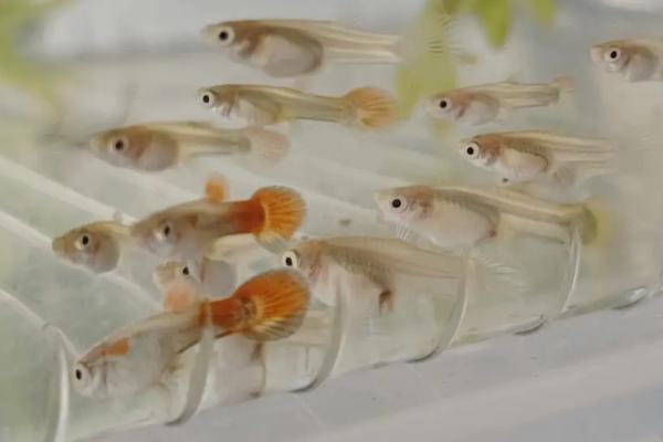 孔雀鱼如何判断要生了,腹部会肿胀呈方形