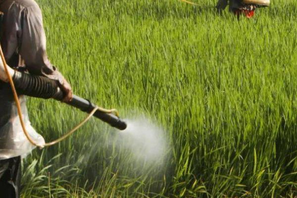 促根剂的使用方法,要根据使用说明来应用