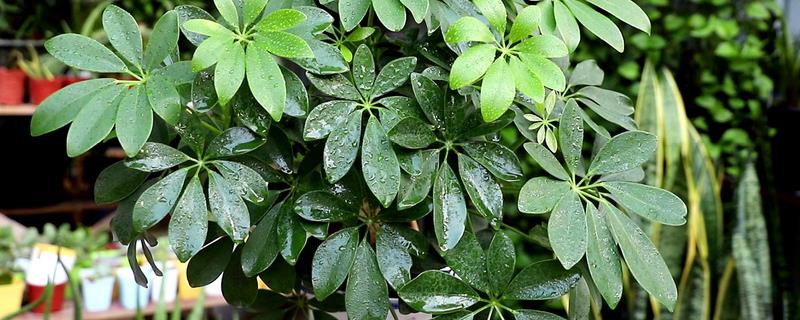 鸭掌木能放在家里养吗