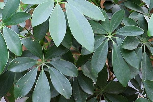 鸭掌木能放在家里养吗,很适合作为室内栽培植物