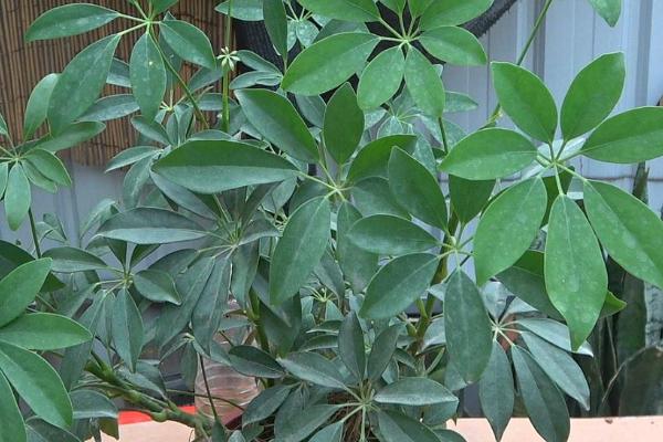 鸭掌木能放在家里养吗,很适合作为室内栽培植物