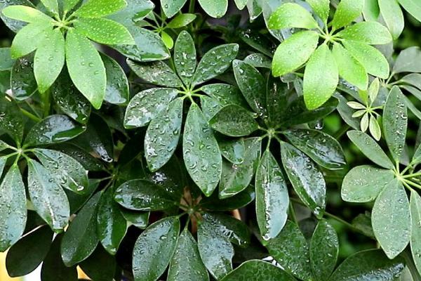 鸭掌木能放在家里养吗,很适合作为室内栽培植物