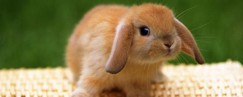 野兔冬季通常会躲在哪里