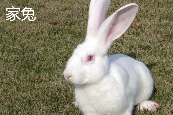 野兔冬季通常会躲在哪里,一般会待在枯草或土穴内