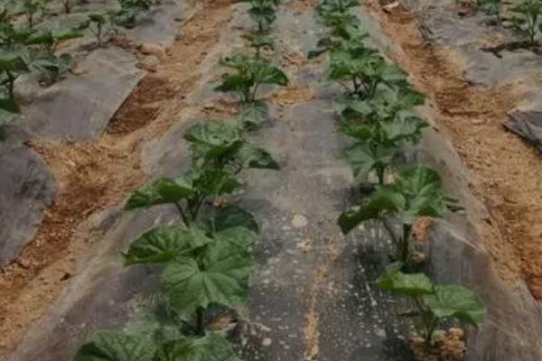 黄瓜长出几片叶才能移栽,长出3-5片叶即可移栽定植