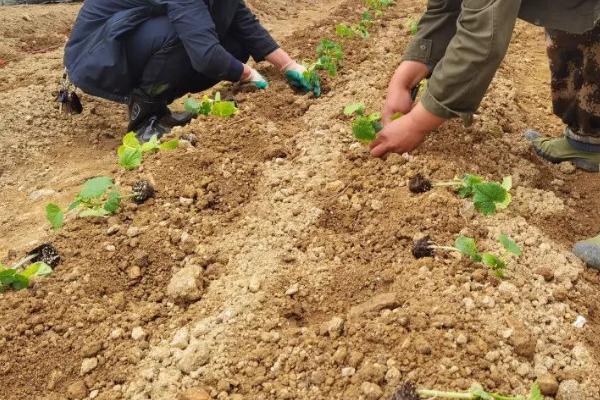 黄瓜长出几片叶才能移栽,长出3-5片叶即可移栽定植