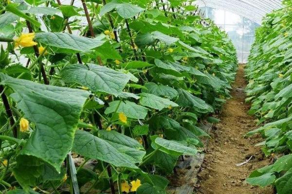 黄瓜长出几片叶才能移栽,长出3-5片叶即可移栽定植