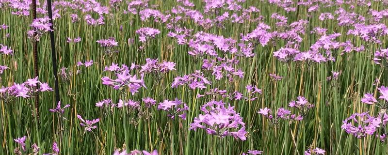 紫娇花的养殖方法