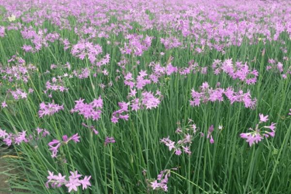 紫娇花的养殖方法,生长旺季要勤浇水、花盆周围要常洒水