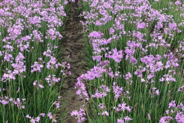 紫娇花的养殖方法,生长旺季要勤浇水、花盆周围要常洒水