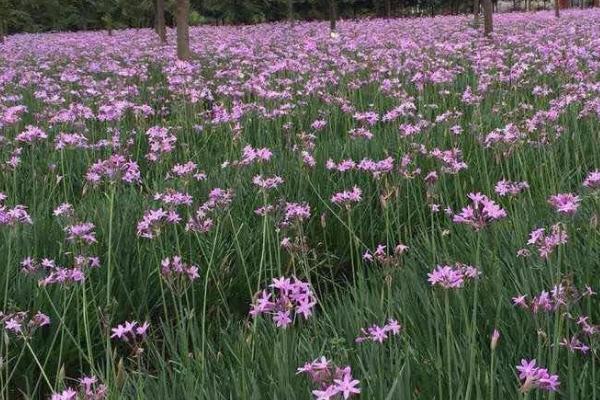 紫娇花的养殖方法,生长旺季要勤浇水、花盆周围要常洒水