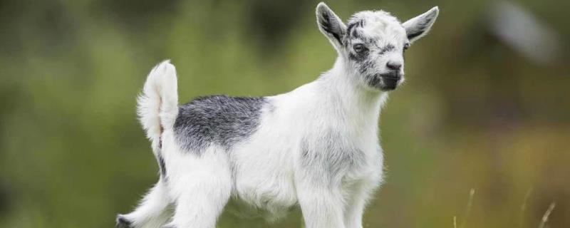 如何建设养羊大棚