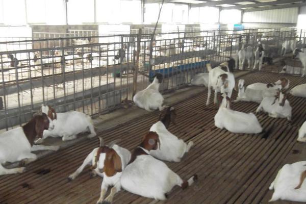 如何建设养羊大棚,用竹条制作顶棚、棚内用铁栅栏隔开羊群